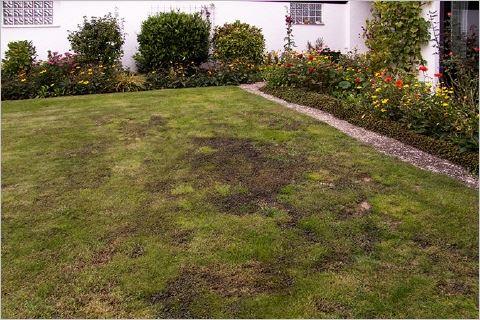 Garten- und Landschaftsbau - Seelig - Mit Unkraut durchwachsene alte Rasenfläche Mit Unkraut durchwachsene alte Rasenfläche
