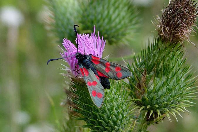 Blutstroepfchen - Zygaena filipendulae - Garten- und Landschaftsbau - Seelig