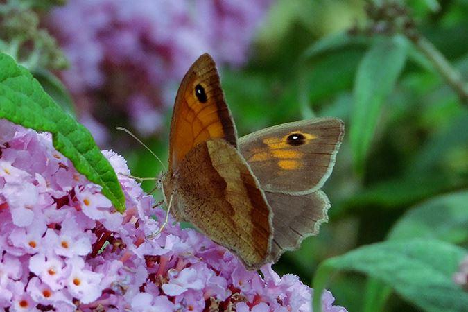 Großes Ochsenauge - Maniola Jurtina - Garten- und Landschaftsbau - Seelig